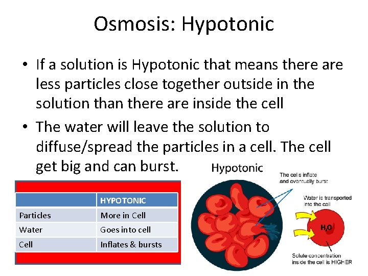 Osmosis: Hypotonic • If a solution is Hypotonic that means there are less particles