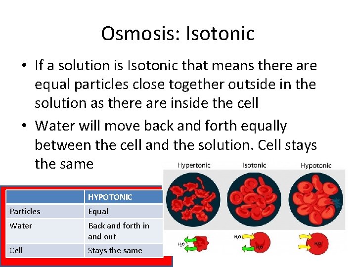 Osmosis: Isotonic • If a solution is Isotonic that means there are equal particles