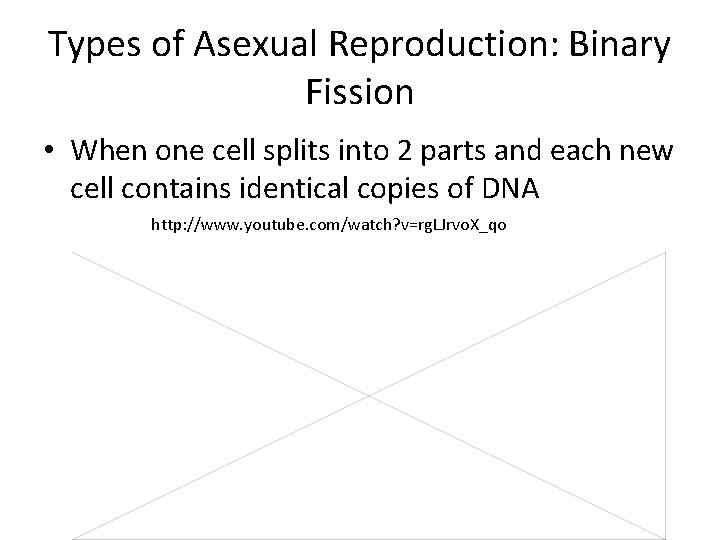 Types of Asexual Reproduction: Binary Fission • When one cell splits into 2 parts