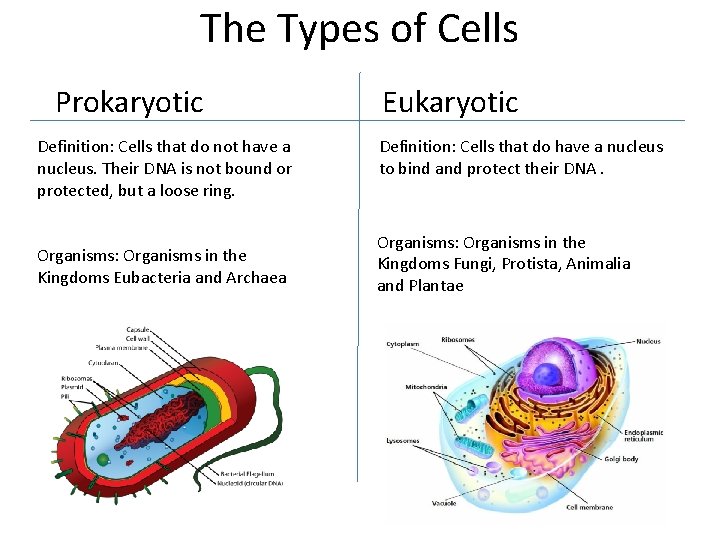 The Types of Cells Prokaryotic Definition: Cells that do not have a nucleus. Their
