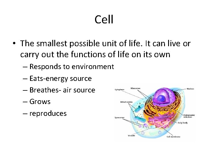 Cell • The smallest possible unit of life. It can live or carry out