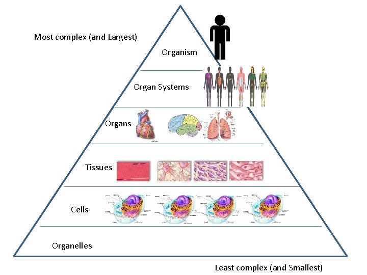 Most complex (and Largest) Organism Organ Systems Organs Tissues Cells Organelles Least complex (and