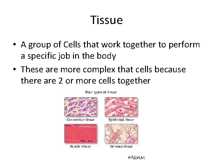 Tissue • A group of Cells that work together to perform a specific job