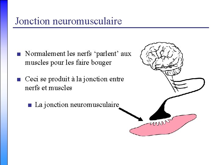 Jonction neuromusculaire ■ Normalement les nerfs ‘parlent’ aux muscles pour les faire bouger ■