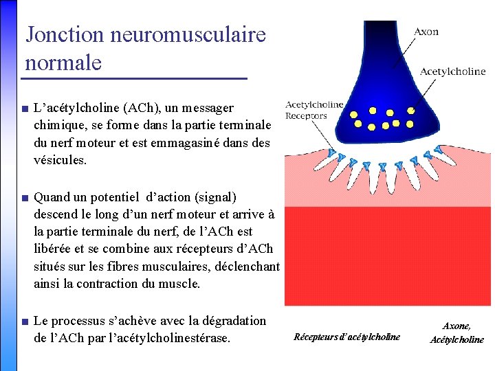 Jonction neuromusculaire normale ■ L’acétylcholine (ACh), un messager chimique, se forme dans la partie