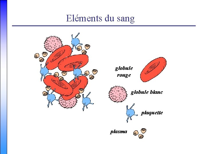 Eléments du sang globule rouge globule blanc plaquette plasma 