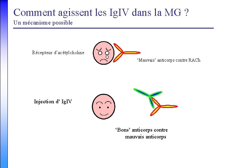 Comment agissent les Ig. IV dans la MG ? Un mécanisme possible Récepteur d’acétylcholine