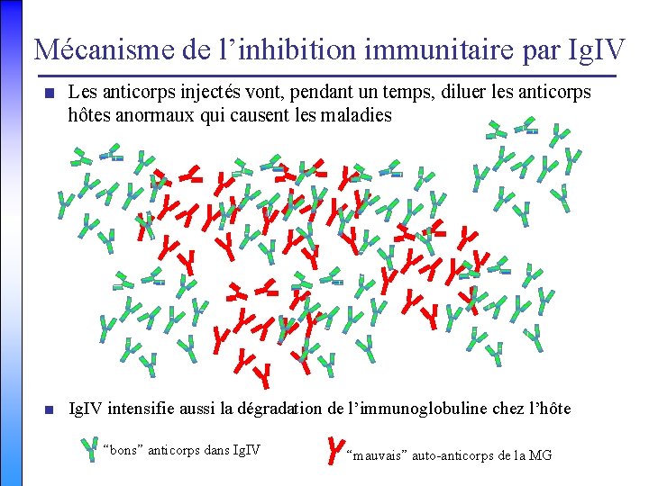 Mécanisme de l’inhibition immunitaire par Ig. IV ■ Les anticorps injectés vont, pendant un