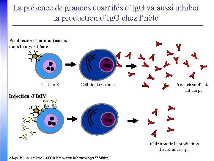 La présence de grandes quantités d’Ig. G va aussi inhiber la production d’Ig. G