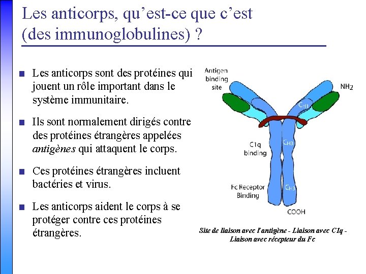 Les anticorps, qu’est-ce que c’est (des immunoglobulines) ? ■ Les anticorps sont des protéines