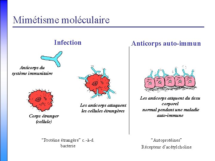 Mimétisme moléculaire Infection Anticorps auto-immun Anticorps du système immunitaire Corps étranger (cellule) Les anticorps