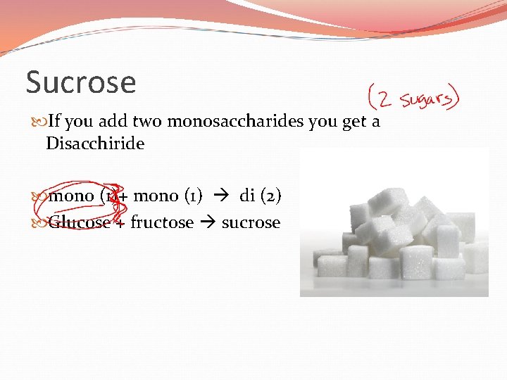 Sucrose If you add two monosaccharides you get a Disacchiride mono (1)+ mono (1)