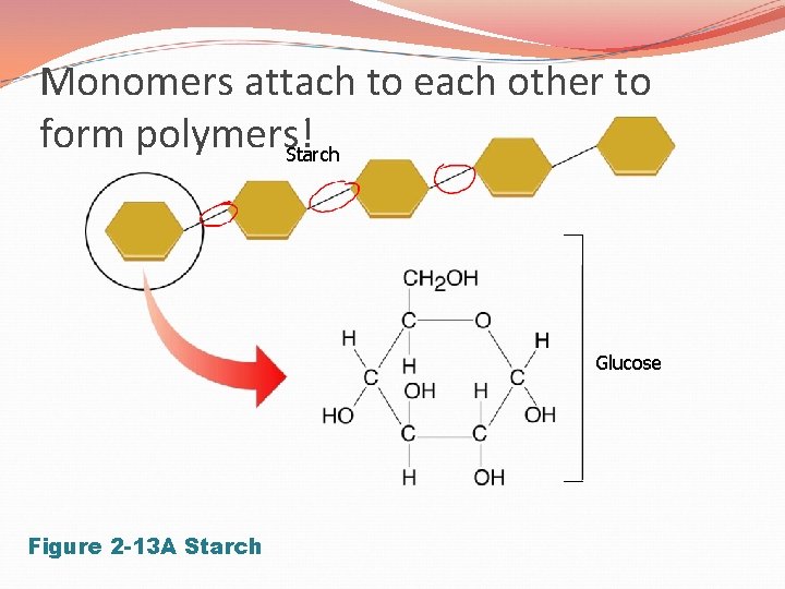 Monomers attach to each other to form polymers! Starch Glucose Figure 2 -13 A