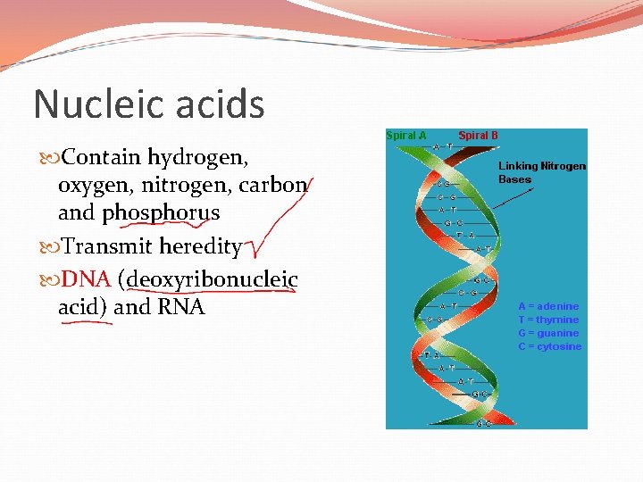 Nucleic acids Contain hydrogen, oxygen, nitrogen, carbon and phosphorus Transmit heredity DNA (deoxyribonucleic acid)