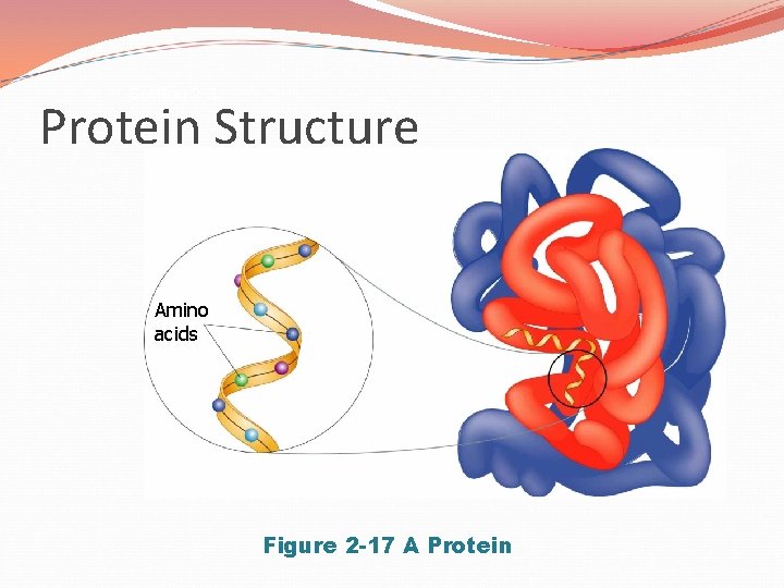 Section 2 -3 Protein Structure Amino acids Figure 2 -17 A Protein 