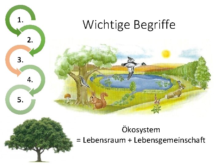 1. Wichtige Begriffe 2. 3. 4. 5. Ökosystem = Lebensraum + Lebensgemeinschaft 