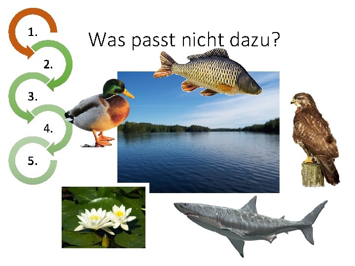 1. Was passt nicht dazu? 2. 3. 4. 5. 