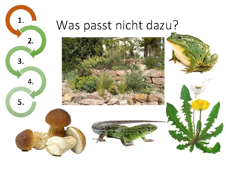 1. Was passt nicht dazu? 2. 3. 4. 5. 