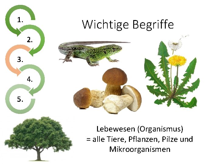 1. Wichtige Begriffe 2. 3. 4. 5. Lebewesen (Organismus) = alle Tiere, Pflanzen, Pilze