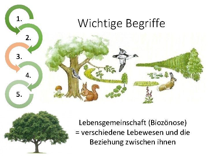 1. Wichtige Begriffe 2. 3. 4. 5. Lebensgemeinschaft (Biozönose) = verschiedene Lebewesen und die