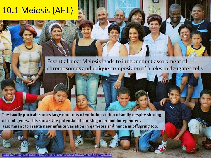 10. 1 Meiosis (AHL) Essential idea: Meiosis leads to independent assortment of chromosomes and