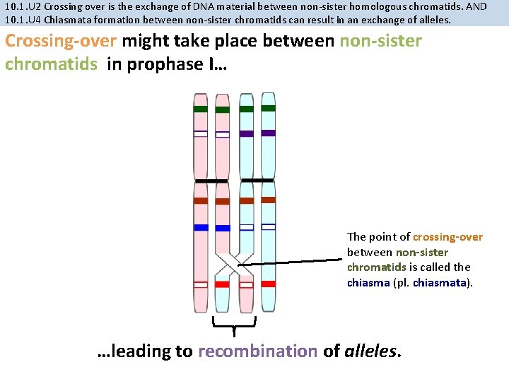 10. 1. U 2 Crossing over is the exchange of DNA material between non-sister