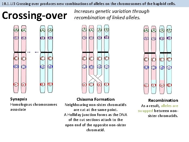 10. 1. U 3 Crossing over produces new combinations of alleles on the chromosomes