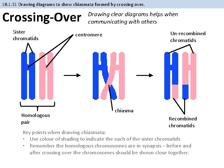 10. 1. S 1 Drawing diagrams to show chiasmata formed by crossing over. Crossing-Over