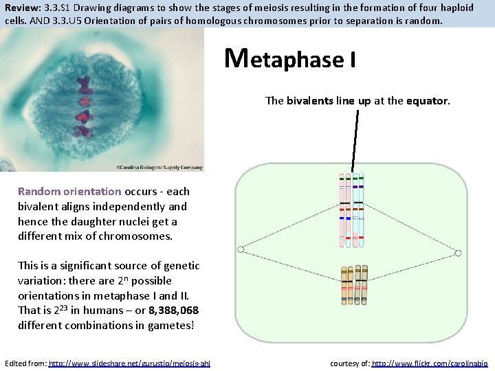 Review: 3. 3. S 1 Drawing diagrams to show the stages of meiosis resulting