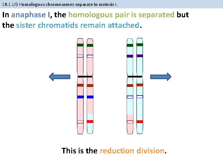 10. 1. U 5 Homologous chromosomes separate in meiosis I. In anaphase I, the