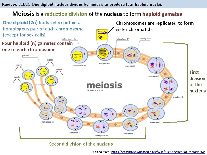 Review: 3. 3. U 1 One diploid nucleus divides by meiosis to produce four