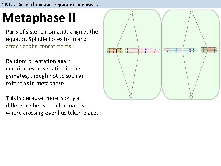 10. 1. U 6 Sister chromatids separate in meiosis II. Metaphase II Pairs of