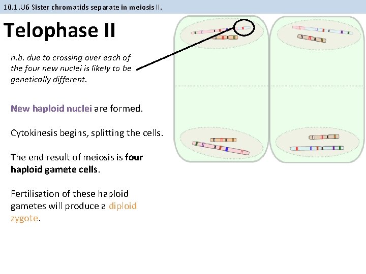 10. 1. U 6 Sister chromatids separate in meiosis II. Telophase II n. b.