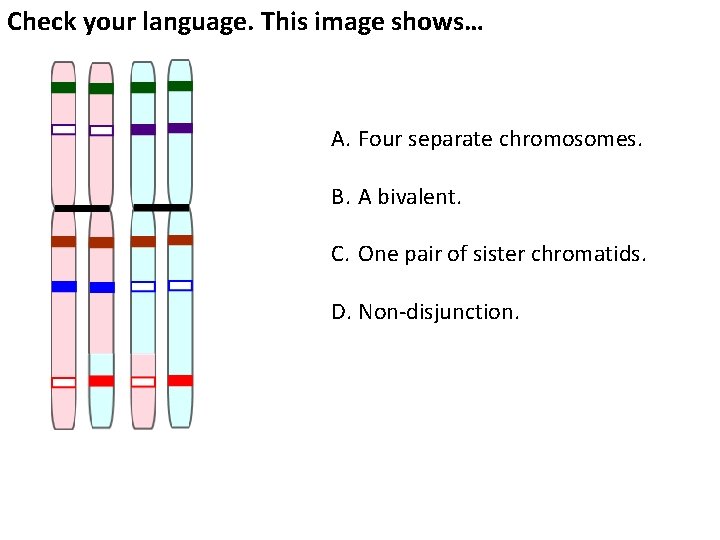 Check your language. This image shows… A. Four separate chromosomes. B. A bivalent. C.