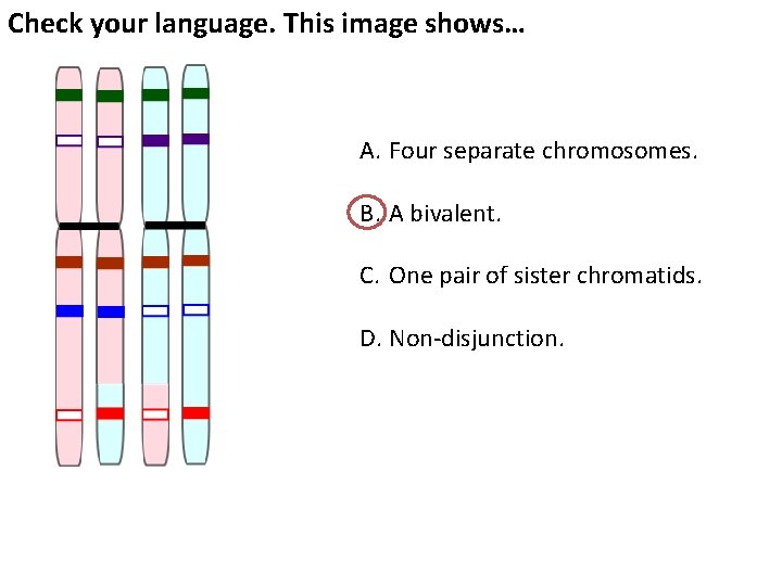 Check your language. This image shows… A. Four separate chromosomes. B. A bivalent. C.