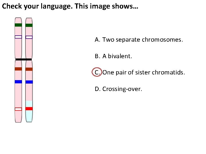 Check your language. This image shows… A. Two separate chromosomes. B. A bivalent. C.
