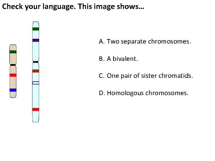 Check your language. This image shows… A. Two separate chromosomes. B. A bivalent. C.