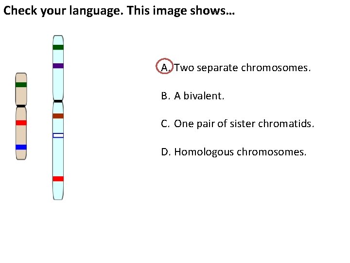 Check your language. This image shows… A. Two separate chromosomes. B. A bivalent. C.