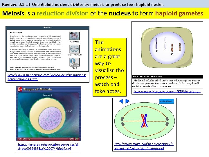 Review: 3. 3. U 1 One diploid nucleus divides by meiosis to produce four