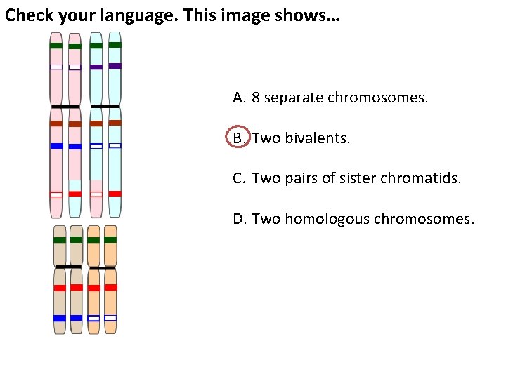 Check your language. This image shows… A. 8 separate chromosomes. B. Two bivalents. C.