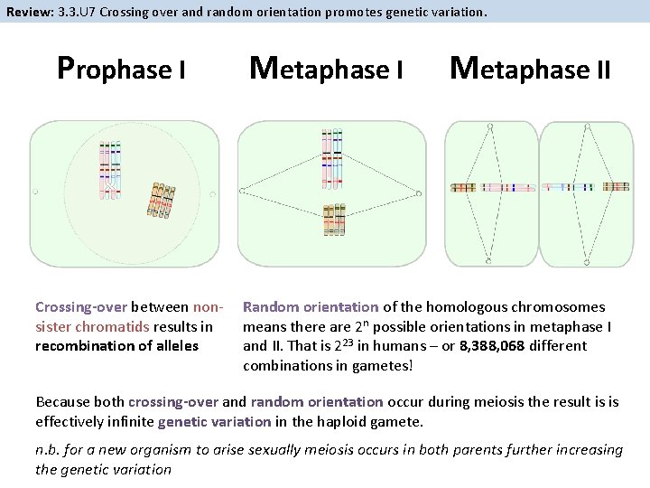 Review: 3. 3. U 7 Crossing over and random orientation promotes genetic variation. Prophase