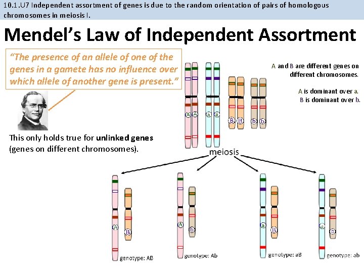10. 1. U 7 Independent assortment of genes is due to the random orientation