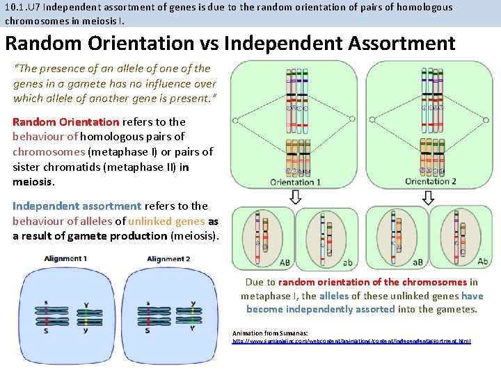 10. 1. U 7 Independent assortment of genes is due to the random orientation