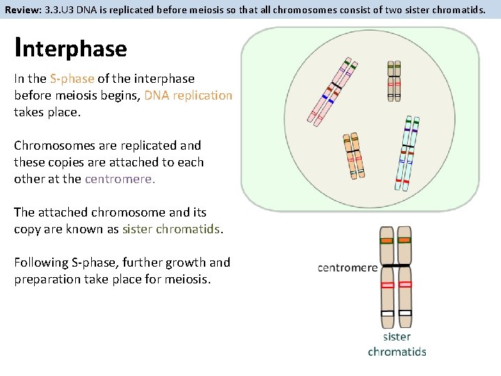 Review: 3. 3. U 3 DNA is replicated before meiosis so that all chromosomes