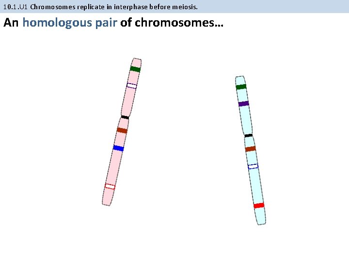 10. 1. U 1 Chromosomes replicate in interphase before meiosis. An homologous pair of