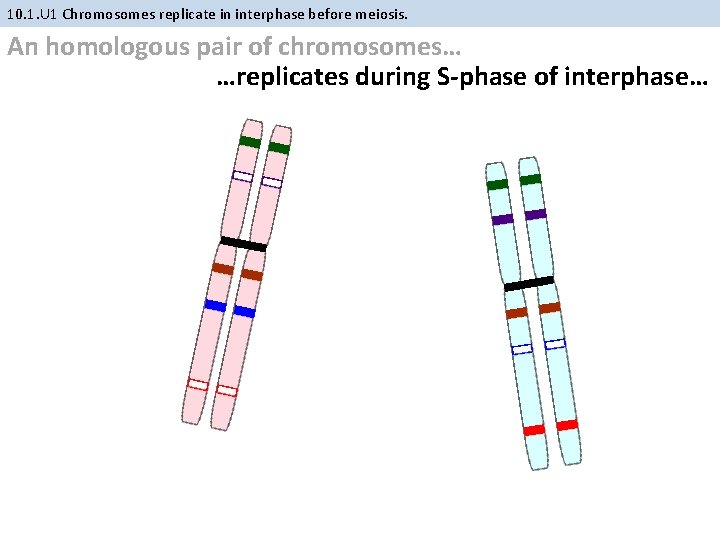 10. 1. U 1 Chromosomes replicate in interphase before meiosis. An homologous pair of