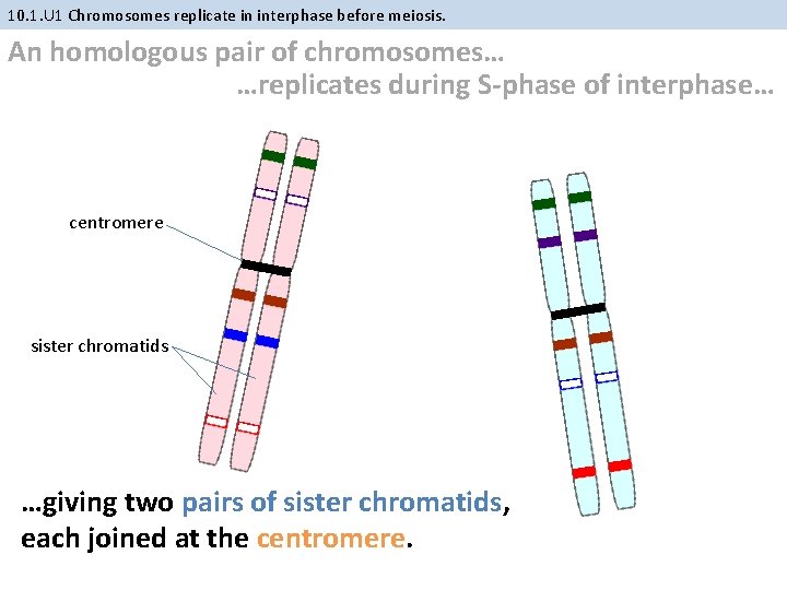 10. 1. U 1 Chromosomes replicate in interphase before meiosis. An homologous pair of