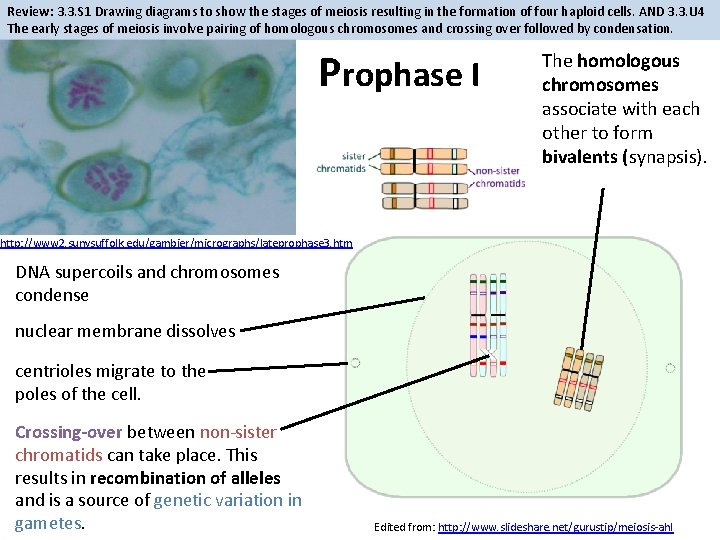 Review: 3. 3. S 1 Drawing diagrams to show the stages of meiosis resulting