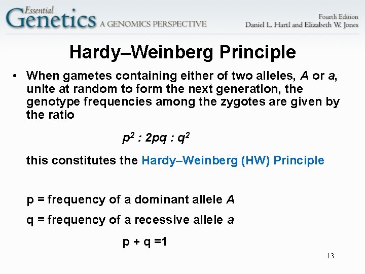 Hardy–Weinberg Principle • When gametes containing either of two alleles, A or a, unite