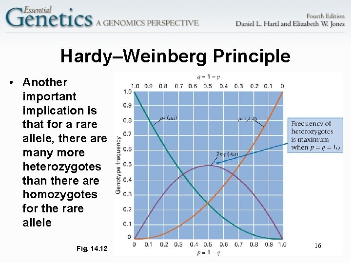 Hardy–Weinberg Principle • Another important implication is that for a rare allele, there are